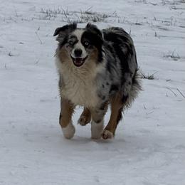 Piper - Miniature Australian Shepherd