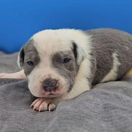 Blue Ticked Male - Blue male American Bully puppy in Lexington, Kentucky from Deuce's Den
