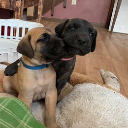 Great Dane Puppies from Honi Vale Great Danes