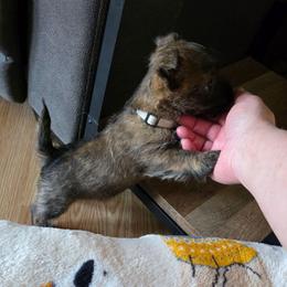 Mr Gray - Red brindle male Cairn Terrier puppy in Savannah, Missouri from WoodSchott Cairn Terriers