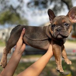 Boy 1 - French Bulldog puppy in Texas from The Most High LLC