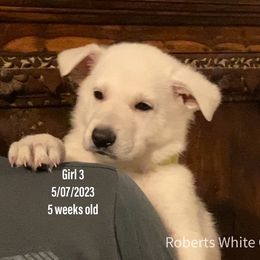 Girl 3 - White German Shepherd puppy in Camarillo, California from Robert's White German Shepherds