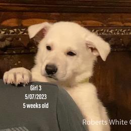 Girl 3 - White German Shepherd puppy in Camarillo, California from Robert's White German Shepherds