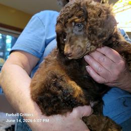 Poodle Puppies from Furball Forest Poodles