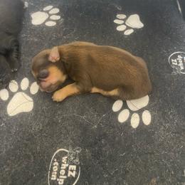Reesie - Chocolate and tan female Shih Tzu puppy in Reddell, Louisiana from TINYSHIHTZUFURU