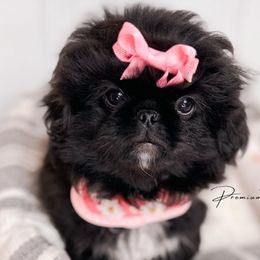 Callie - Black Pekingese puppy in Florida from Premium Pekingese