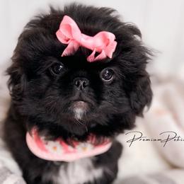 Callie - Black Pekingese puppy in Florida from Premium Pekingese