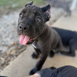 Honey - Black female Cane Corso puppy in Russellville, Missouri from Soaring Royalty Canines LLC