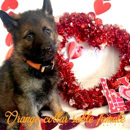 Orange collar - Sable female German Shepherd puppy in Canterbury, Connecticut from Nachtwaechter German Shepherds, LLC