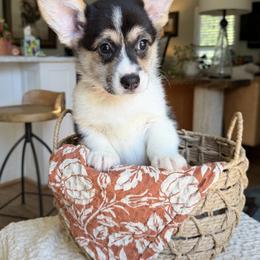 Red - Black and tan female Pembroke Welsh Corgi puppy in Cumming, Georgia from Cottage Hill Corgis