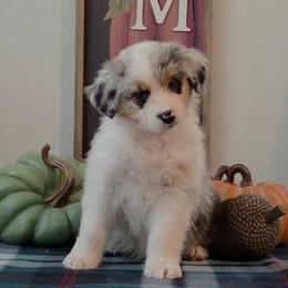 Girl 1 - Blue merle female Australian Shepherd puppy in Anthony, Florida from Calypso Australian Shepherds and Chow Chows