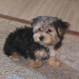Petunia - Black and tan female Yorkshire Terrier puppy in Thornville, Ohio from My precious yorkies