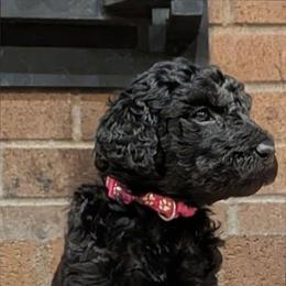 Ember - Black phantom female Aussiedoodle puppy in Yacolt, Washington from Aussiedoodles by Maggie