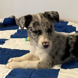 Hazel - Blue merle female Border Collie puppy in Henagar, Alabama from Ridge Kap Border Collies