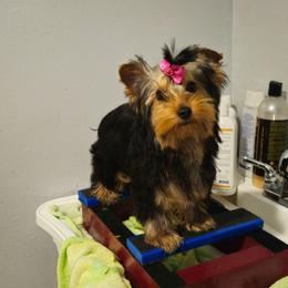 Alice - Black and tan female Yorkshire Terrier puppy in Portland, Oregon from Mama & I Yorkshire's