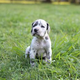 Independence - Harlequin female Great Dane puppy in Rosharon, Texas from Parker's Great Danes