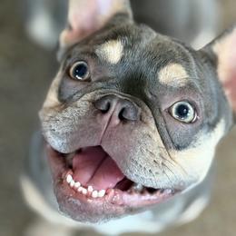 Saint - French Bulldog