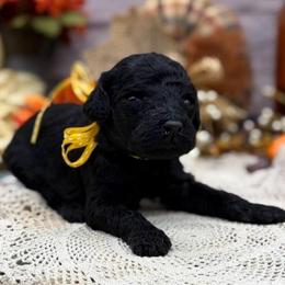 Jade - Black female Goldendoodle puppy in Lisbon, Ohio from Willow Lane Doodles