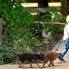 Belgian Laekenois Puppies from Cal Curly Coats Belgian Laekenois