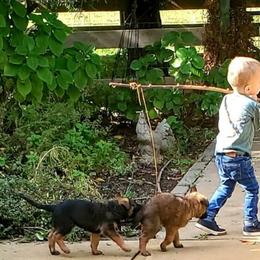 Belgian Laekenois Puppies from Cal Curly Coats Belgian Laekenois