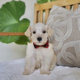Bruno - Wheaten male Miniature Schnauzer puppy in Montebello, California from Rod Schnauzers