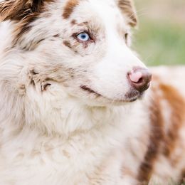 Aussiedoodle and Springerdoodle Puppies from Deek’s Designer Doodles