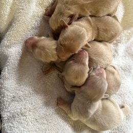 The available puppy may be a boy or girl. We will know August 10th - Cream female Dachshund puppy in Walla Walla Valley, Oregon from English Cream Dachshunds