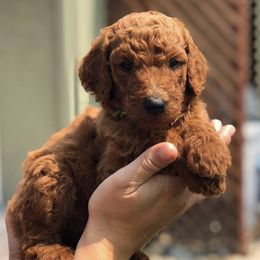 Goldendoodles and Poodles from Remnant Ranch Reds