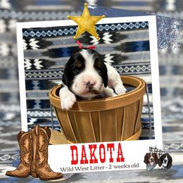 Dakota - Black white and tan male English Springer Spaniel puppy in Albany, Minnesota from Farm Fresh Labradors & English Springers