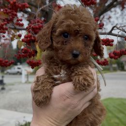 Sally - Apricot female Assorted Doodle Crosses puppy in Yuba City, California from Lucky Day Doodles