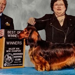 Dachshunds from Wylde Rose Dachshunds