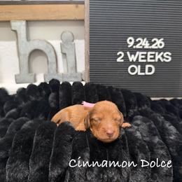 Cinnamon Dolce - Red female Dachshund puppy in Goodyear, Arizona from AZ Low Life Doxies
