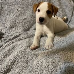 Chase - Tan and white male Jack Russell Terrier puppy in Melbourne, Florida from Rustling Oaks Jack Russell Terrier’s