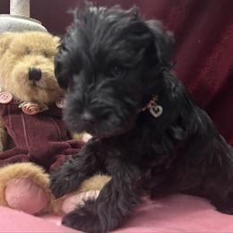 Female 1 - Black female Miniature Schnauzer puppy in Granville, Ohio from Shull Mini Schnauzers
