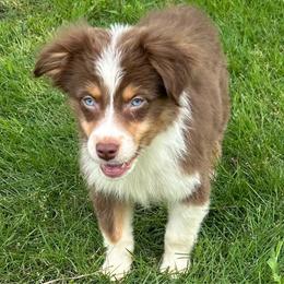 Boy 1 - Red tri male Miniature Australian Shepherd puppy in Hokes Bluff, Alabama from Alegria Toy Aussies
