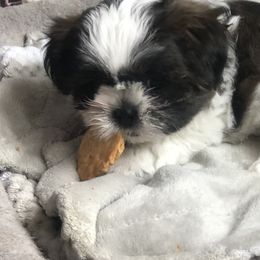 Shih Tzus from Schiermeister Hof Kennels