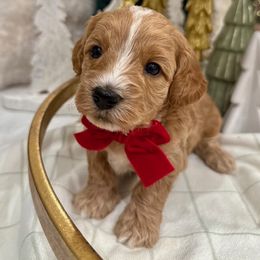 Polo Bear - male Cavapoochon puppy in Lucas, Ohio from Apricot Lane Puppy