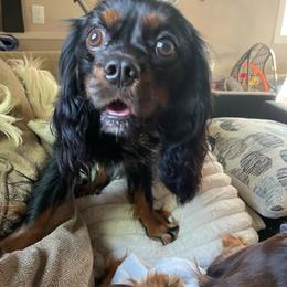 Zion - Cavalier King Charles Spaniel