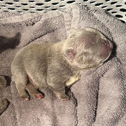 Girl 6 - Blue female French Bulldog puppy in Bolingbrook, Illinois from Flores Frenchies