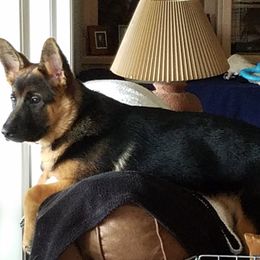 German Shepherd Puppies from Sundance Shepherds