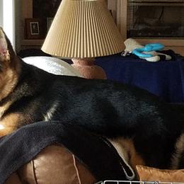 German Shepherd Puppies from Sundance Shepherds