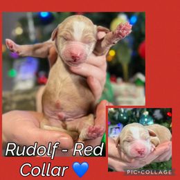Rudolf - Parti male Goldendoodle puppy in Howard City, Michigan from Doodles and Chaos