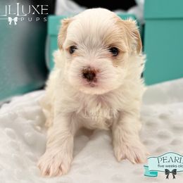 Morkie and Shorkie Puppies from Lil Luxe Pups