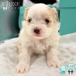 Morkie and Shorkie Puppies from Lil Luxe Pups
