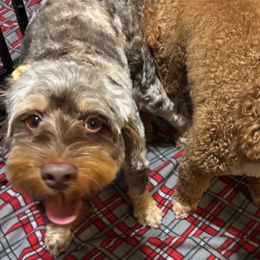 Cockapoos from PupsofPepper