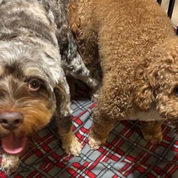 Cockapoos from PupsofPepper