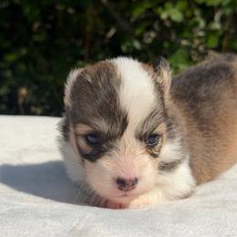 Honeysuckle - Red female Pembroke Welsh Corgi puppy in Fairchild, Wisconsin from Reigning Corgis