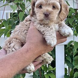 Cockapoo Puppies from Kentucky Cockapoos