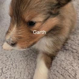 Garth - Sable and white male Shetland Sheepdog puppy in Yavapai County, Arizona from Windsong Shelties