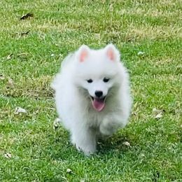 Royal Boy - White male American Eskimo Dog puppy in Squaw Valley, California from Bear Mountain